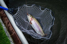 예담2 > [지곡 낚시터] : 낚시사랑