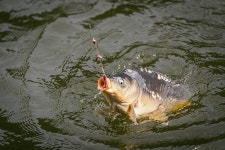 예담2 > 양평 대명 낚시터 : 낚시사랑