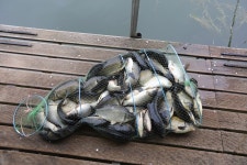 붕어도인 > 양평 그린낚시터 : 낚시사랑