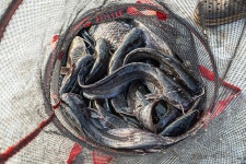 예담2 > 안성 독정 낚시터 : 낚시사랑