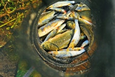 낚시사랑 > 충주호 하천낚시터 : 낚시사랑