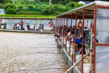 청춘어락 > 화성 신촌 낚시터 : 낚시사랑