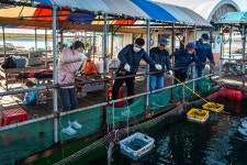 예담2 > 도비도 아쿠아 좌대 : 낚시사랑