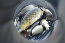 강호지락 > 황청 낚시터 : 낚시사랑