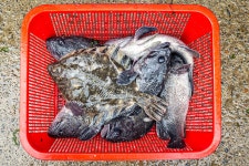 예담2 > 사시사철 봄 바다~ 선재 낚시 공원 : 낚시사랑