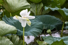 예담2 > 아산 오목지 : 낚시사랑