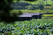 노아주 > 토종대물 안골지 : 낚시사랑