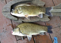 강호지락 > 고삼지 느티나무 좌대 : 낚시사랑