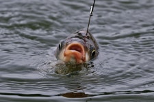 노아주 > 대물 새마을낚시터 : 낚시사랑