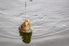 예담2 > 양평 오빈 낚시터 : 낚시사랑