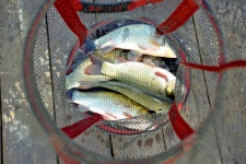 강호지락 > 덕산지 : 낚시사랑