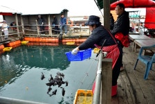 강호지락 > 미리내 좌대 낚시터 : 낚시사랑