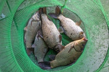 예담2 > 아산 오목지 : 낚시사랑