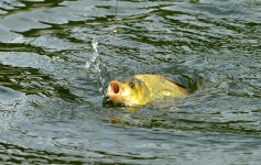 강호지락 > 상덕 낚시터 : 낚시사랑
