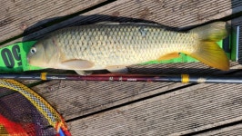 빅꺽지 > 양평신애낚시터출조 - 씨호크 청룡도 1칸/1.5칸과 짜개로 잉어타작하기 : 낚시사랑