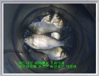 형제낚시 통신원속보 > 파로호 태산리 좌대 소식 : 낚시사랑