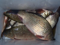 서산낚시25시 통신원속보 > 죽림지 긴급속보 : 낚시사랑