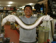 남한강낚시 통신원속보 > [충주호] 3.2kg 이것이 국산 아나콘다 최대어 후보 1순위..... : 낚시사랑