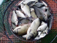 보사노바 통신원속보 > 파로호 말골 도송좌대 조황 : 낚시사랑