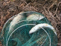 부여낚시프라자 통신원속보 > 부여금천수로 조황 : 낚시사랑