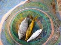 부여낚시프라자 통신원속보 > 부여금천수로 조황 : 낚시사랑