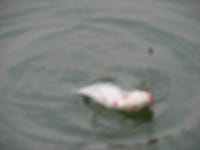 덕원낚시 통신원속보 > 짜릿 한손맛과 대물의 움직임 : 낚시사랑