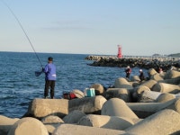 속초낚시마트 통신원속보 > 고등어,학공치~~~ : 낚시사랑