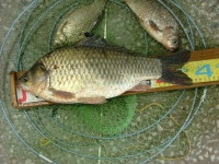 부여낚시프라자 통신원속보 > 반산지와 옥배수로 붕어 : 낚시사랑