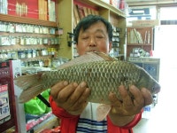 부여낚시프라자 통신원속보 > 반산지와 옥배수로 붕어 : 낚시사랑