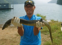 남한강낚시 통신원속보 > 한가위 선물로 1kg급 장어를 ... : 낚시사랑