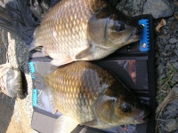 영천낚시 통신원속보 > 영천낚시 인사드립니다.. : 낚시사랑