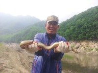 남한강낚시 통신원속보 > 명서리 장어조황 소식..... : 낚시사랑
