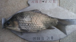 서해안낚시 통신원속보 > 남양호 조황 : 낚시사랑