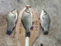 내사리사공 통신원속보 > 실리곡조황정보 : 낚시사랑