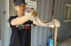 남한강낚시 통신원속보 > 탄금호, 충주호 1.6kg, 1kg 대물장어 월척붕어 소식 ... : 낚시사랑