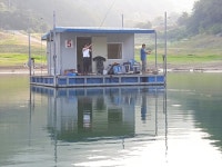 남한강낚시 통신원속보 > 목벌낚시터 40, 38cm 대물붕어, 800g급 장어조황 ~~~ : 낚시사랑