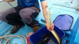 남한강낚시 통신원속보 > 목벌 4짜, 솔, 단돈낚시터 조황입니다. : 낚시사랑