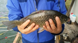 남한강낚시 통신원속보 > 솔 39cm, 하천 37cm 외 마릿수 월척, 명서, 꽃바위낚시터 소식입니다. : 낚시사랑