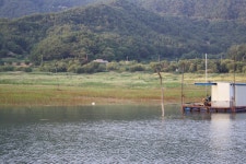 남한강낚시 통신원속보 > 솔 39cm, 하천 37cm 외 마릿수 월척, 명서, 꽃바위낚시터 소식입니다. : 낚시사랑