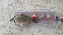 남한강낚시 통신원속보 > 후산, 단돈낚시터 마릿수 조황입니다. : 낚시사랑