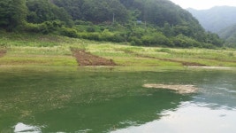 남한강낚시 통신원속보 > 후산, 단돈낚시터 마릿수 조황입니다. : 낚시사랑