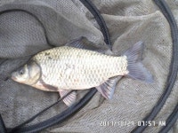 충주탄금호낚시 통신원속보 > 탄금호낚시대물38cm조황 : 낚시사랑