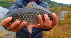 양구낚시 통신원속보 > 파로호 상류 노지터 공수리 월명좌대 씨알좋고 붕어잘나와..... : 낚시사랑