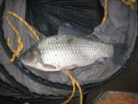 낚시사랑충주점 통신원속보 > 낚시사랑충주점조황 : 낚시사랑