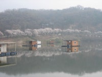 낚시사랑충주점 통신원속보 > 낚시사랑충주점조황 (구탄금호낚시) : 낚시사랑