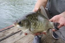 남한강낚시 통신원속보 > 서운리 솔낚시터 준 월척에 대물급 붕어소식 ~~~ : 낚시사랑