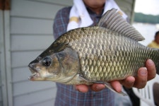 남한강낚시 통신원속보 > 서운리 솔37, 하천37.5, 후산리 4짜붕어조황 ~~~ : 낚시사랑