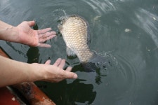 남한강낚시 통신원속보 > 목벌 붕어 장어소식, 하천 4짜 외 마릿수, 솔 38cm 외 허리급 조황 ~~~ : 낚시사랑