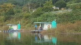양구낚시 통신원속보 > 파로호 상류 노지인 공수리 상무룡좌대 주로 밤낚시에...... : 낚시사랑