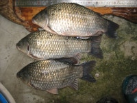 낚시사랑충주점 통신원속보 > 낚시사랑 충주점조황 : 낚시사랑